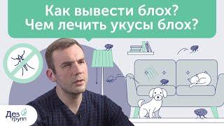 Как избавиться от блох в квартире и доме? Чем лечить их укусы? | Советы СЭС