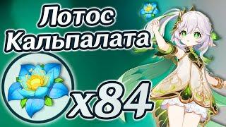 Лотос Кальпалата х84. Где найти Лотосы Кальпалата в Сумеру. Маршрут фарма Лотоса Кальпалата Genshin