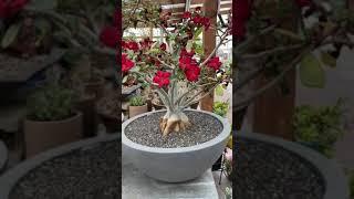 Adenium obesum "Desert Rose"