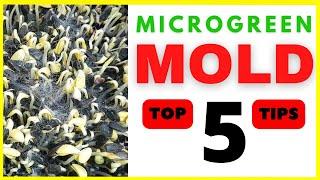 TOP 5 MOLD Prevention Tips for All Microgreen Growers