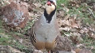 Keklik Avı (Bağlı) - الحجل طائر - куропатка - partridge