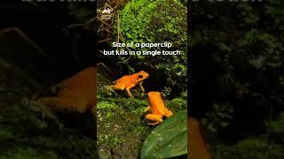 Golden Poison Dart Frog - Kills in a single touch! | Deadliest on Land | Animal Planet India