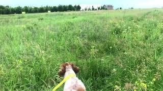 Epagneul Breton Training in Romania Pointing Pheasant