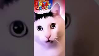 The Amazing Digital Circus: Bender the cat sings (Кот Бендер поёт)