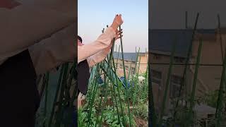 #Vegetable racks and climbing racks#My small vegetable garden#BalconyPlanting vegetables #planting