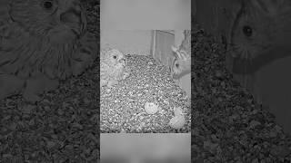 Kestrel’s revenge on the rat #wildlife #animals #fyp