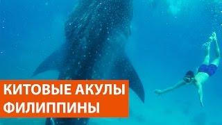 Китовые Акулы Филиппины, остров Себу, Ослоб | Whale sharks Philippines