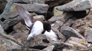 Dovekie Love!