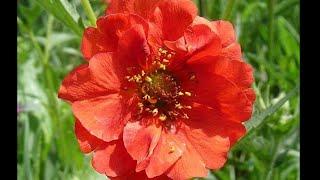 GEUM GRECIAN ROSE BRIGHT VIBRANT COLOR GROWING IN A BIG FLOWER POT #shorts