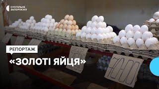 Понад 70 гривень за десяток: чому в Запоріжжі зростає ціна на курячі яйця?