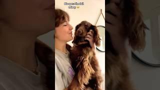 SHE JUST FELL ASLEEP  #cute #dog #song #aww #funny  #fyp