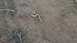 Rattlesnake Mojave Green? - Very Aggressive - Strikes at Me!