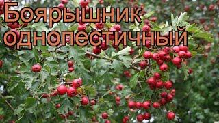 Боярышник однопестичный (crataegus monogyna)  боярышник обзор: как сажать саженцы боярышника