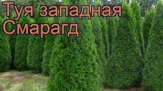 Туя западная Смарагд (thuja occidentalis smaragd)  Смарагд обзор: как сажать, саженцы туи Смарагд