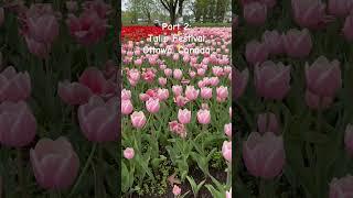 Part 2 #tulip #festival #ottawa #canada #red #pink #flowers #may2024 #laniwonderwoman #lanibacalzo