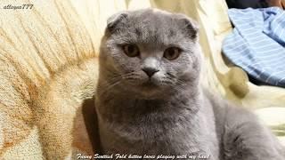 Funny Scottish Fold Kitten loves playing with my hand