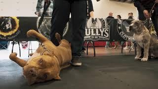 Official ! ‘BRC Global Utah Bully Expo Part 1