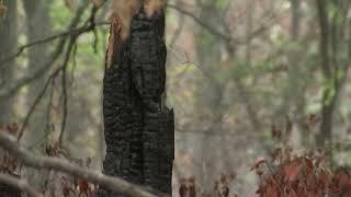 NJ Forest Fire Service battles 2 different wildfires in Burlington County