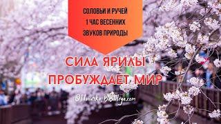 4к СОЛОВЬИ и РУЧЕЙ: сила Ярилы в весенних звуках #энергиямолодости #медитация