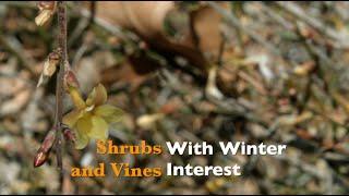 Shrubs and Vines with Winter Interest