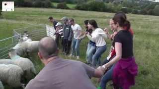 NFU Mutual herding sheep with Raising the Baa - a risky business?