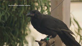 Scientists Try to Revive 'Extinct' Bird Native to Hawaii