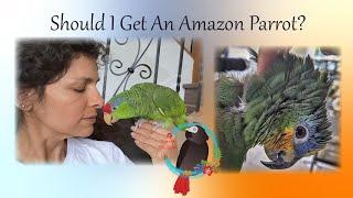 Should I Get An Amazon Parrot