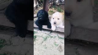 Cute little Animals #puppy #puppyentertainment #dog #cute #doglover #puppydog #youtubeshorts #ai