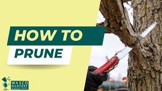 How to Prune Trees, Shrubs, and Perennials | What to Cut (and When) for Healthier Plants
