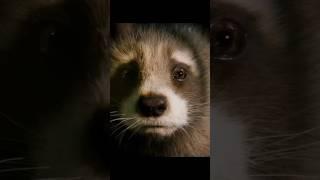 Rocket Racoon | Pluto projector