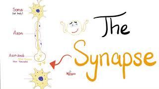 The Synapse | Neuro | Biology