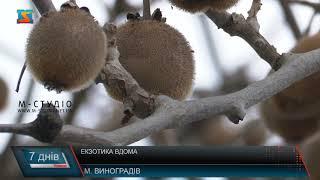 Екзотика вдома. Тропічний сад на Закарпатті