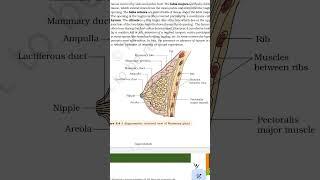 Anatomy of female reproductive system and Anatomy of mammary gland