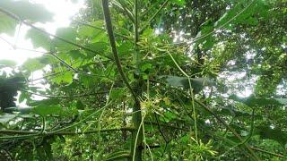 Two types of papaya plant.Male & female papaya plant.6 June2022