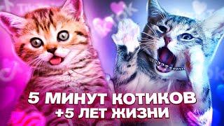 Dogs and cats. Funny video. Cool kittens and puppies. Funny animals on Funny Video channel.