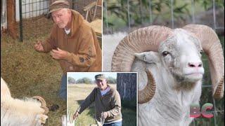 US man jailed for cloning giant sheep for trophy hunting