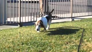 Bogie - Basset Hound Rescue of So. Calif.