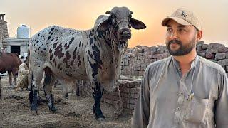 Qurbani Ka Janwar Pasand A Gya
