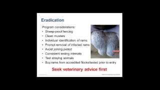 Diseases: Ovine Brucellosis