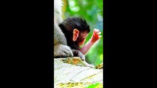 Newborn baby monkey look so adorable today