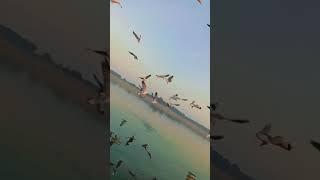 @rdx00001-k#viral #youtubeshorts #newvideo #prayagraj #shots #videos