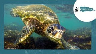 All About Sea Turtles