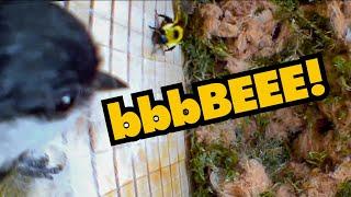 Cute Chickadee Scared of Funny Bumblebee | Bird Nestbox Life