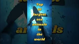 Top 10 largest sea animals in the world #trending #shorts #viralvideo #sea #seaanimal #youtubeshorts