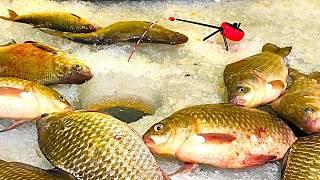 HE MAKES THE FISHING LINE RING!!! LARGE CRUCIAN CARP IN WINTER - WINTER FISHING