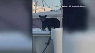 Bear found on a boat