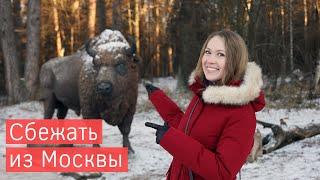 Winter in Russia. Aurochs are in the frame. Ancient Serpukhov. Chekhov's estate in Melikhov.