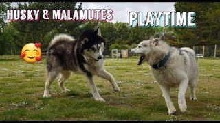 Husky and Malamute playing with no cares in the world