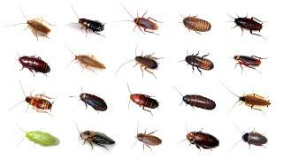 🪳 Types Of Cockroaches | 20 Cockroaches In English #cockroaches #BalyanakTV