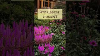 Что цветет в июле?  #мойсад #цветы #цветущийсад #цветники